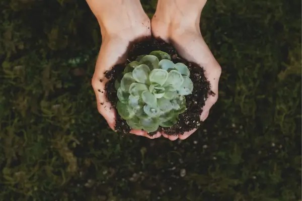 Como Plantar e Criar Suculentas